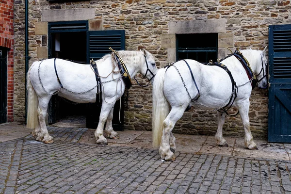 Caballo Beamish Village Condado Durham Inglaterra Reino Unido Junio 2021 — Foto de Stock