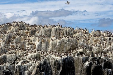 Farne Adaları Northumberland 'daki Uria Aalge kolonisi - Birleşik Krallık