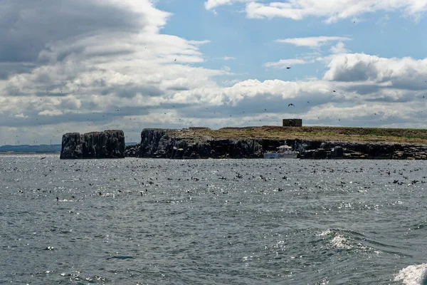 Наблюдение Птицами Фарнских Островах Нортумбрийское Побережье Великобритания Море Морские Птицы — стоковое фото