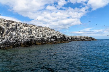 Farne Adaları Northumberland 'daki Uria Aalge kolonisi - Birleşik Krallık