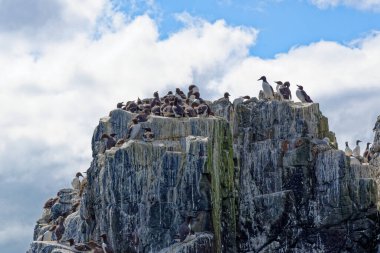 Farne Adaları Northumberland 'daki Uria Aalge kolonisi - Birleşik Krallık