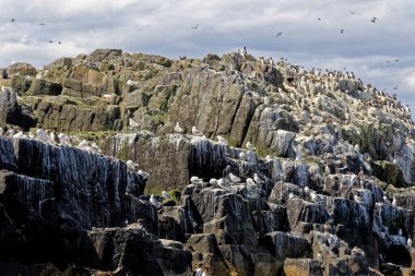 Farne Adaları Northumberland 'daki Uria Aalge kolonisi - Birleşik Krallık