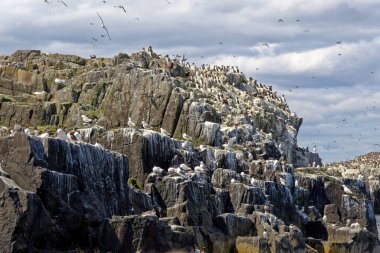 Farne Adaları Northumberland 'daki Uria Aalge kolonisi - Birleşik Krallık