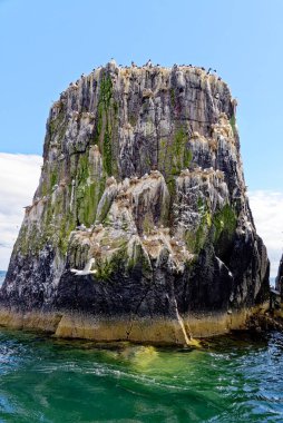 Kittiwake (Rissa Tridactyla), Birleşik Krallık 'ın Northumberland kentindeki Farne Adaları' ndaki kaya çıkıntılarına yuva yapar.