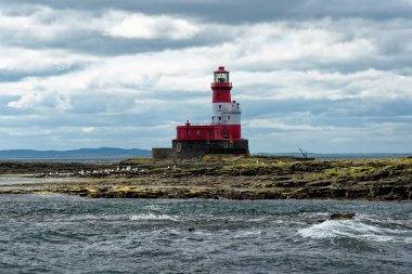 Longstone Deniz Feneri 'ndeki Mühürler - Kuzey İngiltere' nin Northumberland Sahili 'ndeki Dış Farne Adaları' nda - Birleşik Krallık