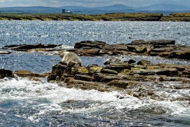 İngiltere 'nin kuzeydoğusundaki Northumberland açıklarındaki Farne Adaları' ndaki kolonide gri foklar (Halichoreous grypus)