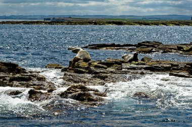 İngiltere 'nin kuzeydoğusundaki Northumberland açıklarındaki Farne Adaları' ndaki kolonide gri foklar (Halichoreous grypus)