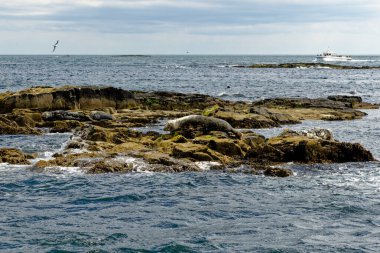 İngiltere 'nin kuzeydoğusundaki Northumberland açıklarındaki Farne Adaları' ndaki kolonide gri foklar (Halichoreous grypus)