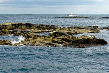 İngiltere 'nin kuzeydoğusundaki Northumberland açıklarındaki Farne Adaları' ndaki kolonide gri foklar (Halichoreous grypus)