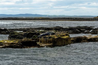 İngiltere 'nin kuzeydoğusundaki Northumberland açıklarındaki Farne Adaları' ndaki kolonide gri foklar (Halichoreous grypus)