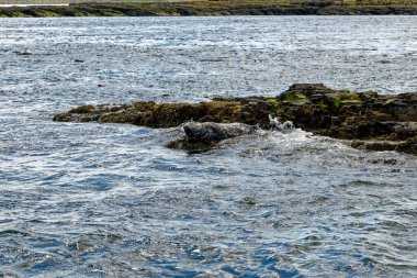 İngiltere 'nin kuzeydoğusundaki Northumberland açıklarındaki Farne Adaları' ndaki kolonide gri foklar (Halichoreous grypus)
