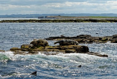 İngiltere 'nin kuzeydoğusundaki Northumberland açıklarındaki Farne Adaları' ndaki kolonide gri foklar (Halichoreous grypus)