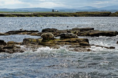 İngiltere 'nin kuzeydoğusundaki Northumberland açıklarındaki Farne Adaları' ndaki kolonide gri foklar (Halichoreous grypus)