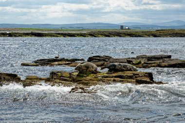 İngiltere 'nin kuzeydoğusundaki Northumberland açıklarındaki Farne Adaları' ndaki kolonide gri foklar (Halichoreous grypus)