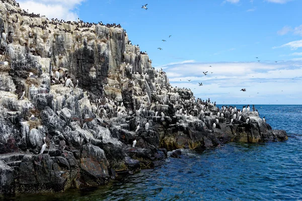 Guillemots Comunes Murre Común Uria Aalge Colony Farne Islands Northumberland —  Fotos de Stock