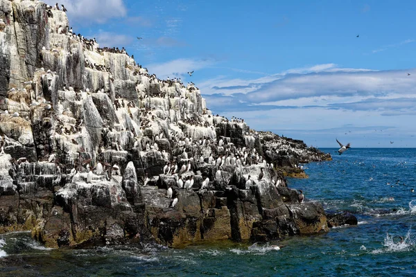Guillemots Comunes Murre Común Uria Aalge Colony Farne Islands Northumberland — Foto de Stock