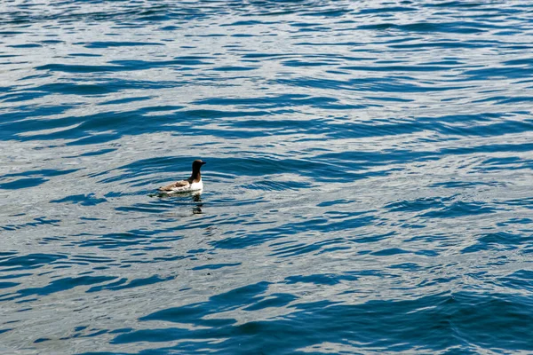 Плавання Узбережжі Нортумберленду Поблизу Фарн Айленду Велика Британія — стокове фото