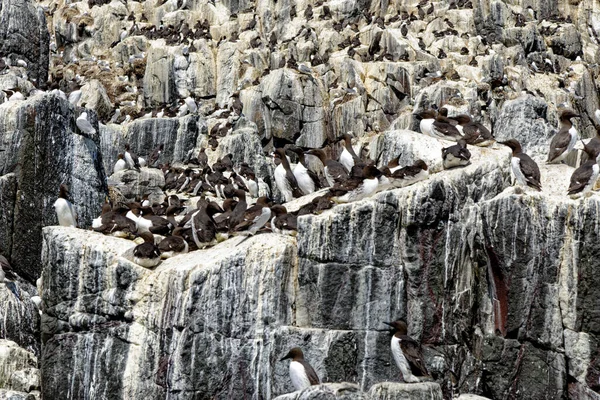 Common Guillemots Common Murre Kolonia Uria Aalge Wyspach Owczych Northumberland — Zdjęcie stockowe