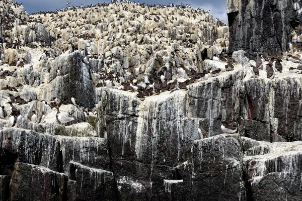 Common Guillemots Общий Мурлыканье Uria Aalge Colony Farne Islands Northumberland — стоковое фото
