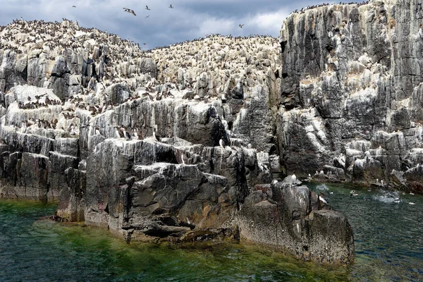 Common Guillemots Общий Мурлыканье Uria Aalge Colony Farne Islands Northumberland — стоковое фото