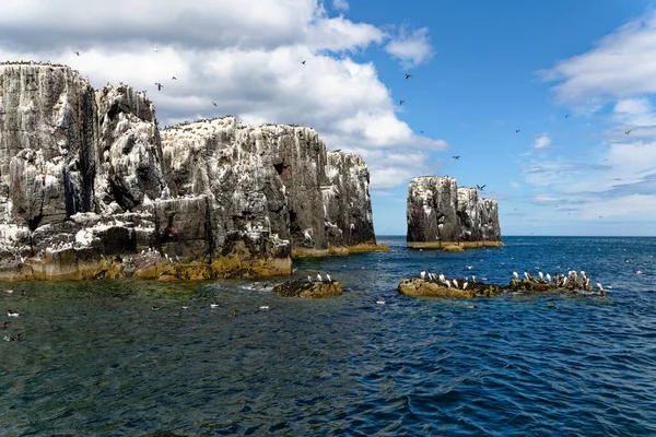Guillemots Comunes Murre Común Uria Aalge Colony Farne Islands Northumberland — Foto de Stock