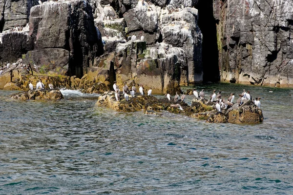 Guillemots Comunes Murre Común Uria Aalge Colony Farne Islands Northumberland — Foto de Stock