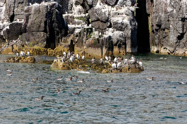 Common Guillemots Общий Мурлыканье Uria Aalge Colony Farne Islands Northumberland — стоковое фото