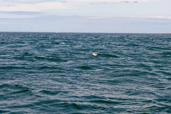 Common Guillemots Обыкновенный Мурлыканье Uria Aalge Flight Farne Islands Northumberland — стоковое фото