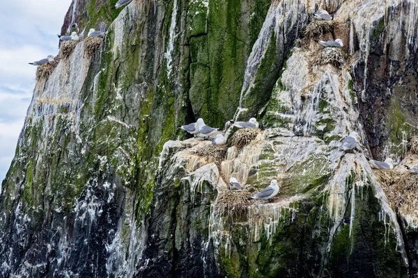 Kittiwakes Rissa Tridactyla Gniazdowanie Skalistych Grzbietach Wyspach Farne Northumberland Zjednoczone — Zdjęcie stockowe