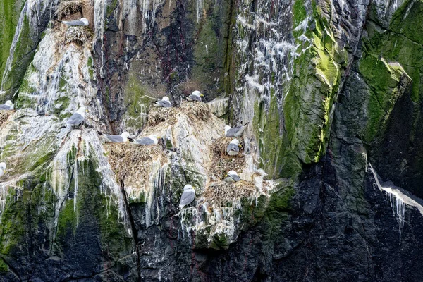 Kittiwake Rissa Tridactyla 筑巢在联合王国诺森伯兰法恩群岛的岩石山崖上 — 图库照片
