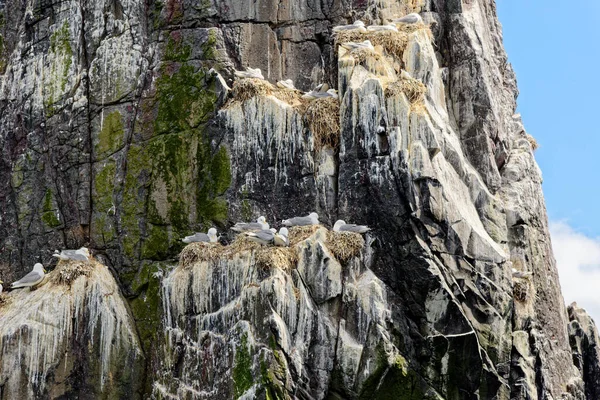 Kittiwakes Rissa Tridactyla Gniazdowanie Skalistych Grzbietach Wyspach Farne Northumberland Zjednoczone — Zdjęcie stockowe