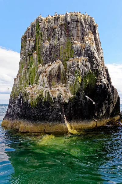 Kittiwakes Rissa Tridactyla Anidando Salientes Rocosos Las Islas Farne Northumberland — Foto de Stock