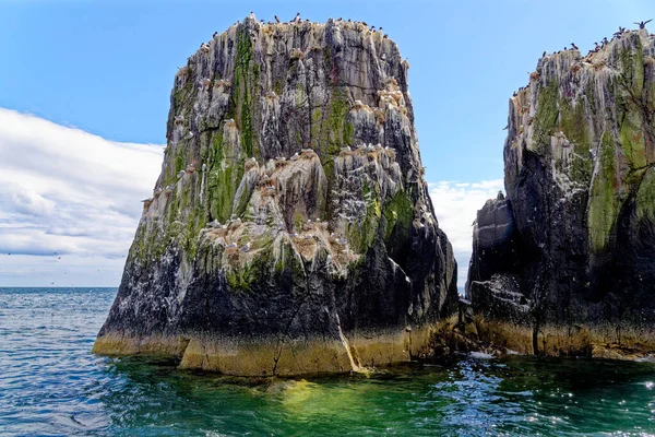 Kittiwakes Rissa Tridactyla Anidando Salientes Rocosos Las Islas Farne Northumberland — Foto de Stock