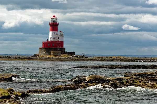 Sellos Comunes Faro Longstone Situado Las Islas Farne Exteriores Costa — Foto de Stock