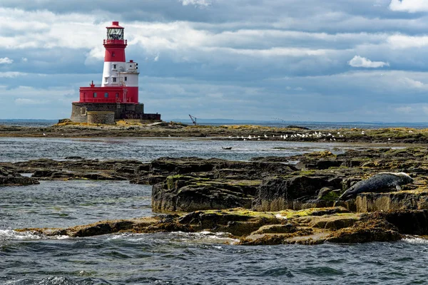 Sellos Comunes Faro Longstone Situado Las Islas Farne Exteriores Costa — Foto de Stock