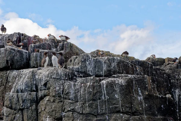 Macareux Fratercula Arctica Colonie Sur Île Staple Farne Islands Northumberland — Photo