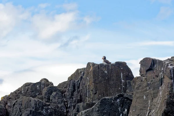 Puffin Fratercula Arctica Kolonia Staple Island Farne Islands Northumberland Zjednoczone — Zdjęcie stockowe