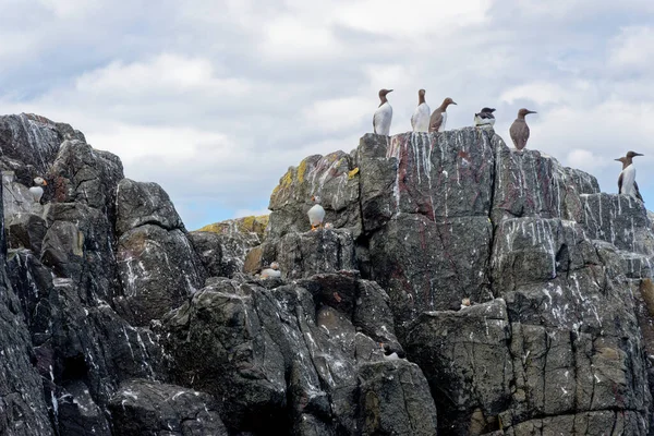 Puffin Fratercula Arctica Colonia Staple Island Farne Islands Northumberland Reino —  Fotos de Stock