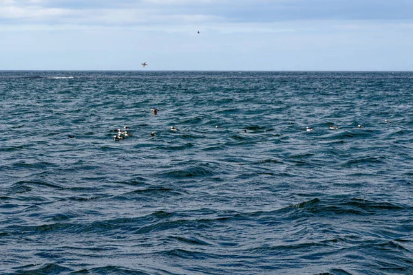 Реставрация Атлантических Пуффинов Фарнских Островах Великобритания — стоковое фото