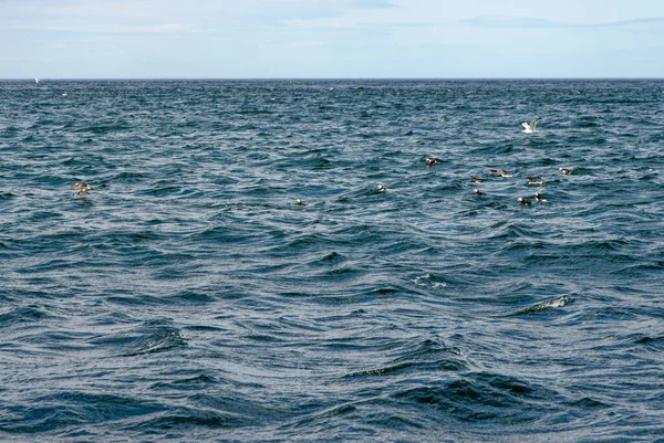 Macareux Repos Sur Les Îles Farne Royaume Uni — Photo