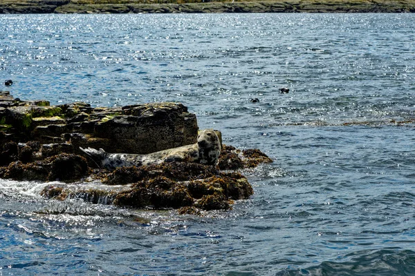 Focas Grises Halicoreous Grypus Colonia Las Islas Farne Frente Costa — Foto de Stock