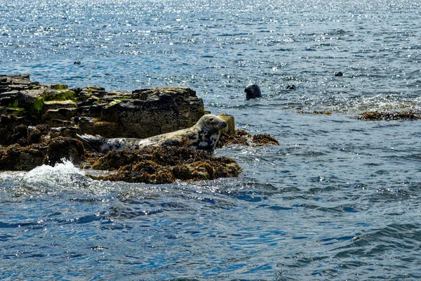 Focas Grises Halicoreous Grypus Colonia Las Islas Farne Frente Costa — Foto de Stock