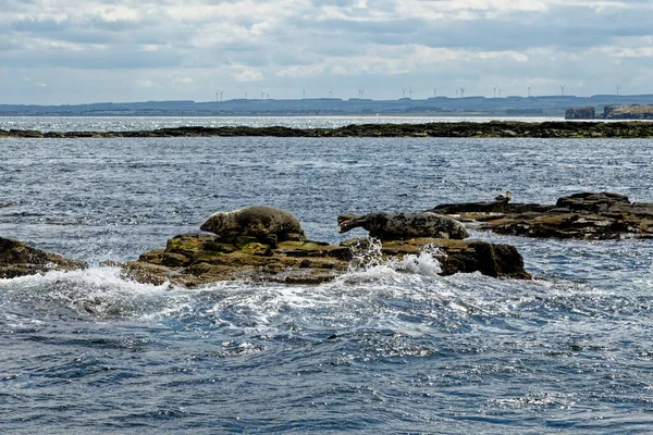 Focas Grises Halicoreous Grypus Colonia Las Islas Farne Frente Costa — Foto de Stock