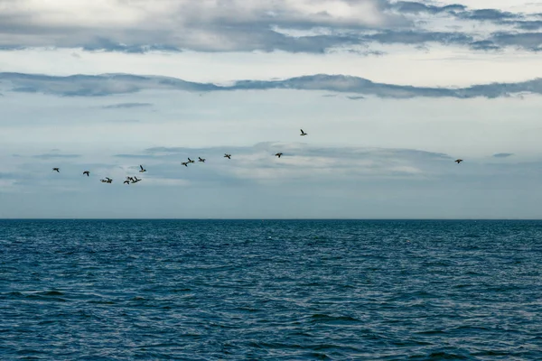 Common Guillemots Обыкновенный Мурлыканье Uria Aalge Flight Farne Islands Northumberland — стоковое фото