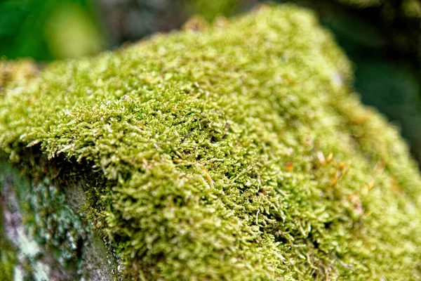 Flechtenkolonien Wachsen Auf Felsen Großbritannien — Stockfoto