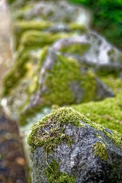 Flechtenkolonien Wachsen Auf Felsen Großbritannien — Stockfoto