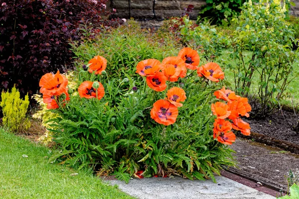 Las Flores Veraniegas Granja Las Flores Amapola Delante Casa Jardín — Foto de Stock