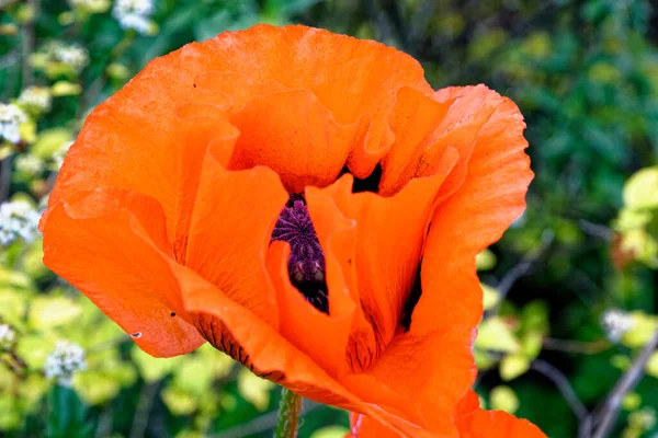 Papavero Testa Lunga Papaver Dubium Flower — Foto Stock