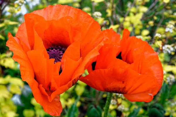 Uzun Başlı Gelincik Papaver Dubium Çiçeği Telifsiz Stok Fotoğraflar