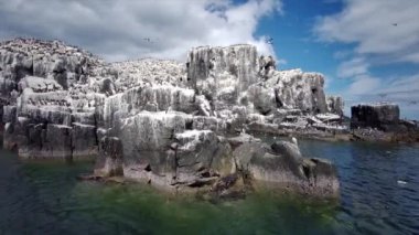 Farne Adaları 'ndaki kuş gözlemciliği - Northumbrian Sahili - Birleşik Krallık. Deniz, deniz kuşları, martılar ve kuş gözlemcileri.